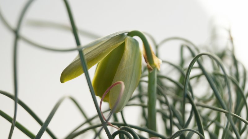 Albuca unifoliata