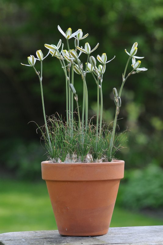 Albuca polyphylla
