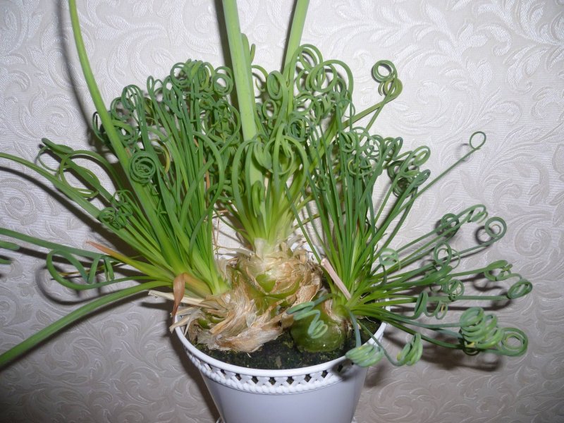 Луковичное растение Альбука