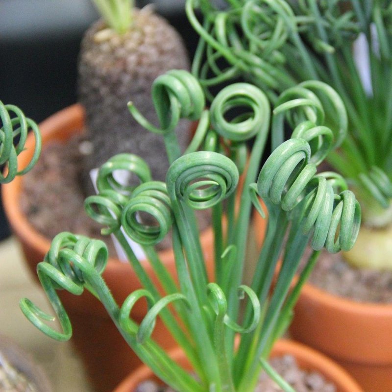 Coilonox concordianum