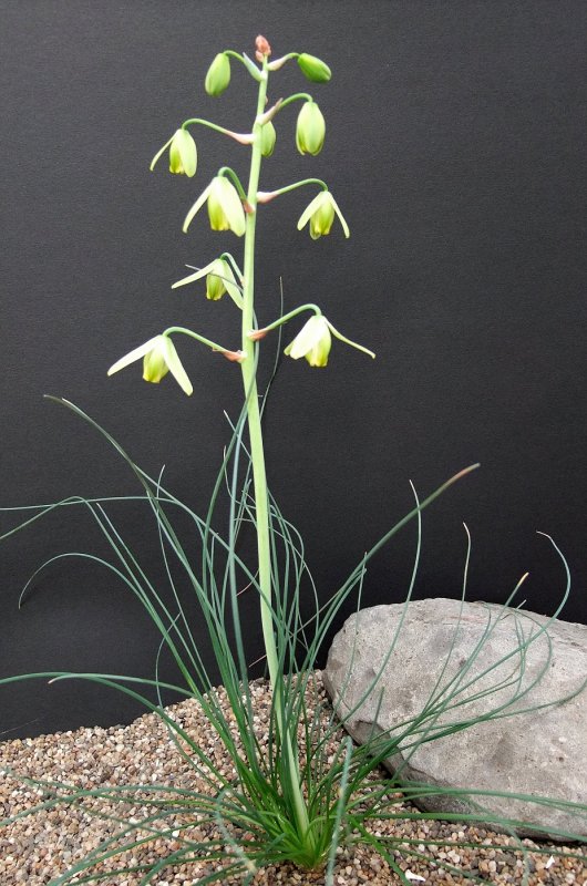 Albuca angolensis