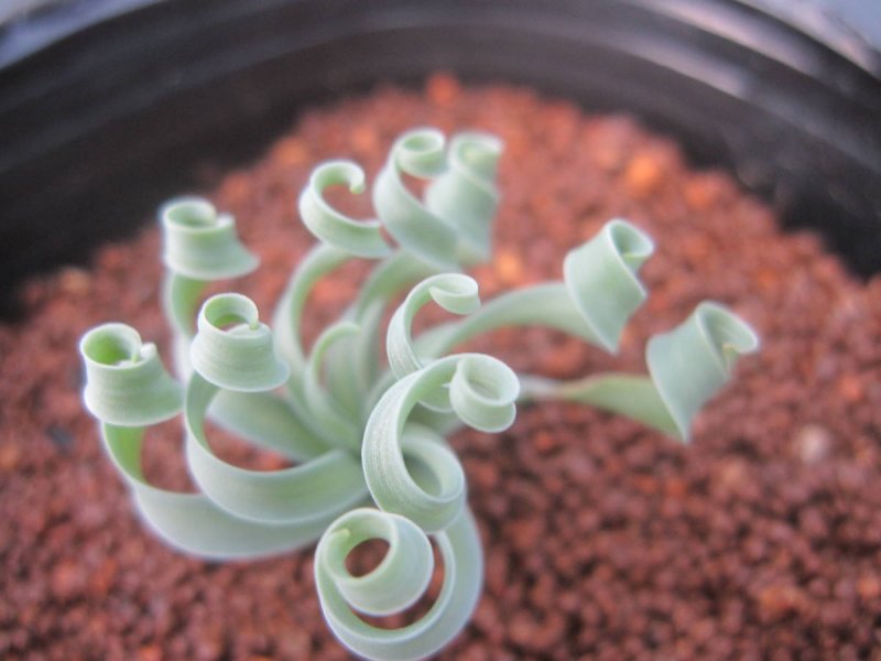 Albuca concordiana