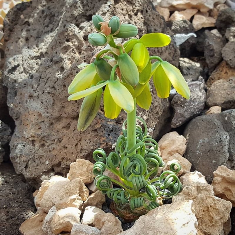 Albuca concordiana