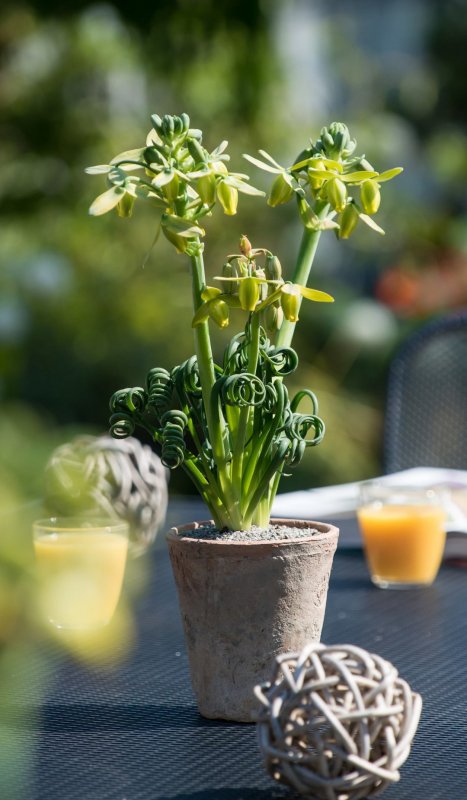 Albuca spiralis Frizzle SIZZLE