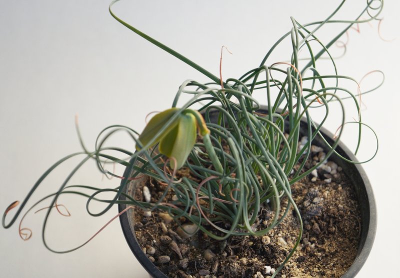 Albuca concordiana