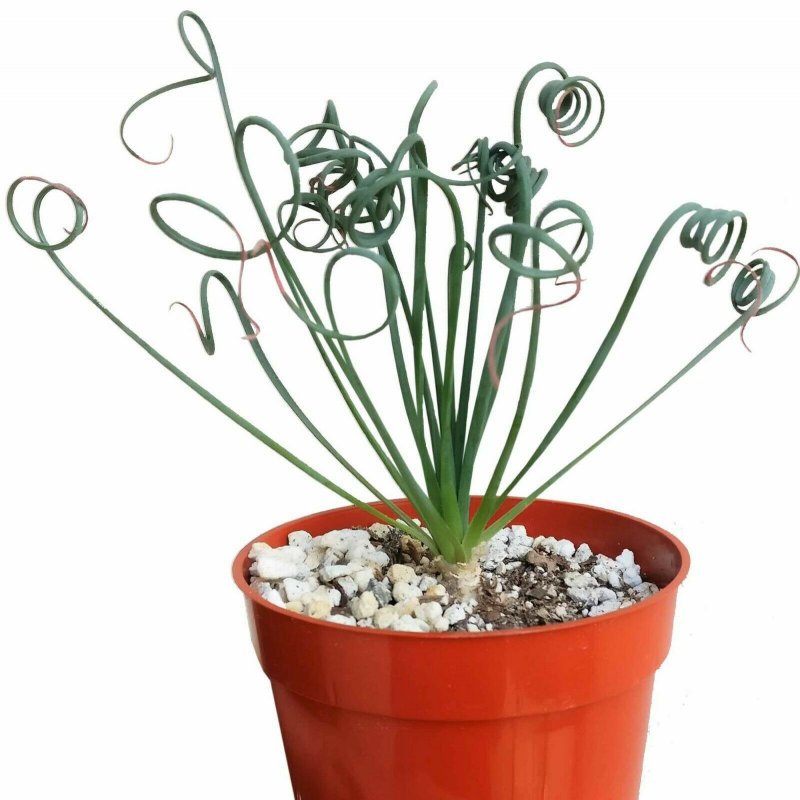 Albuca setosa