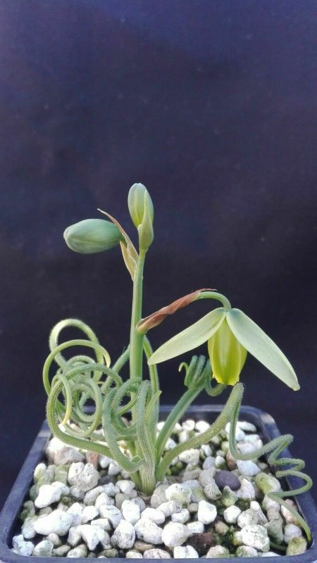 Albuca shawii