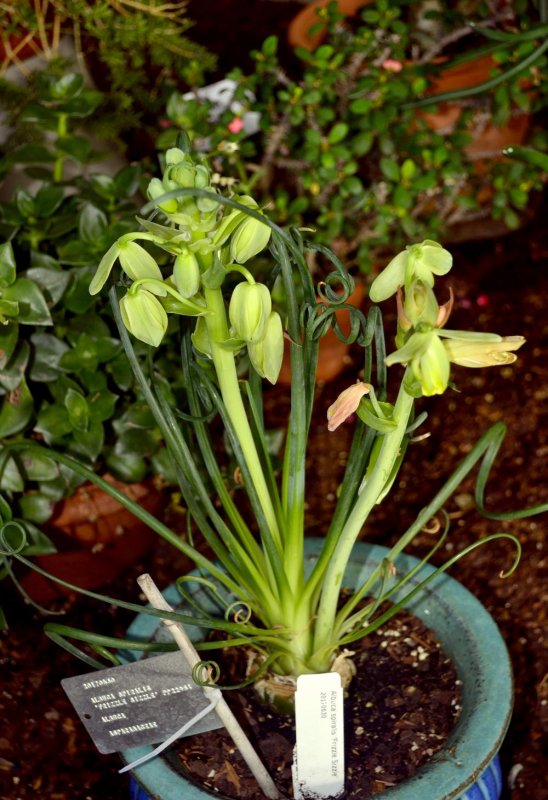 Albuca setosa (Альбука)