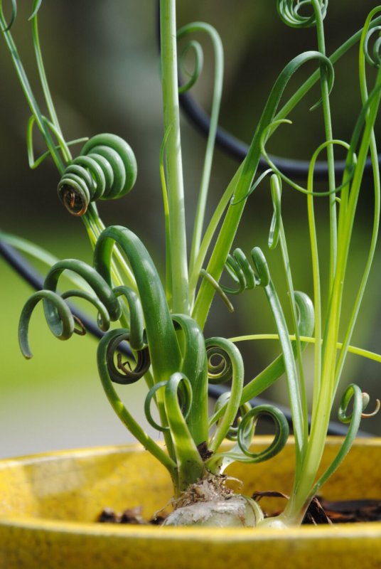 Albuca spiralis Frizzle SIZZLE