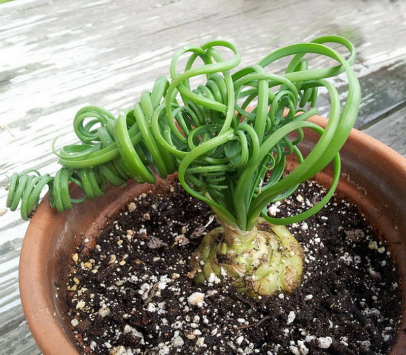 Albuca polyphylla