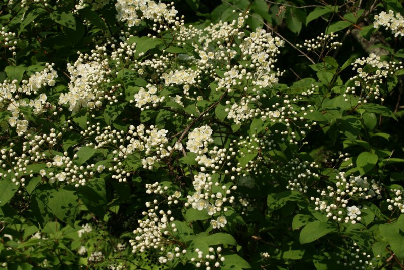 Deutzia amurensis