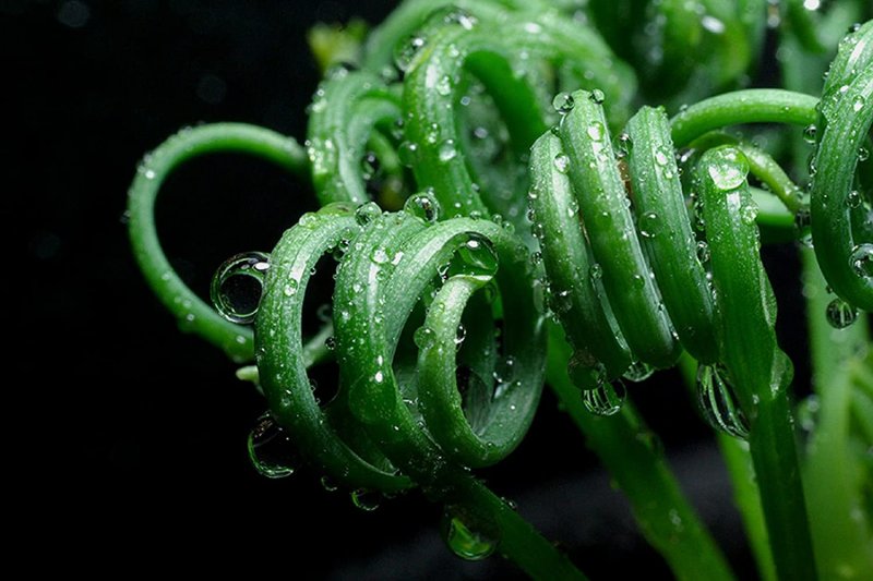 Albuca nelsonii