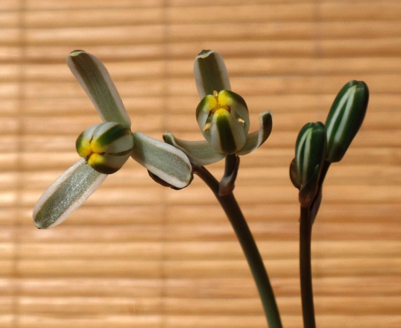 Albuca setosa (Альбука)