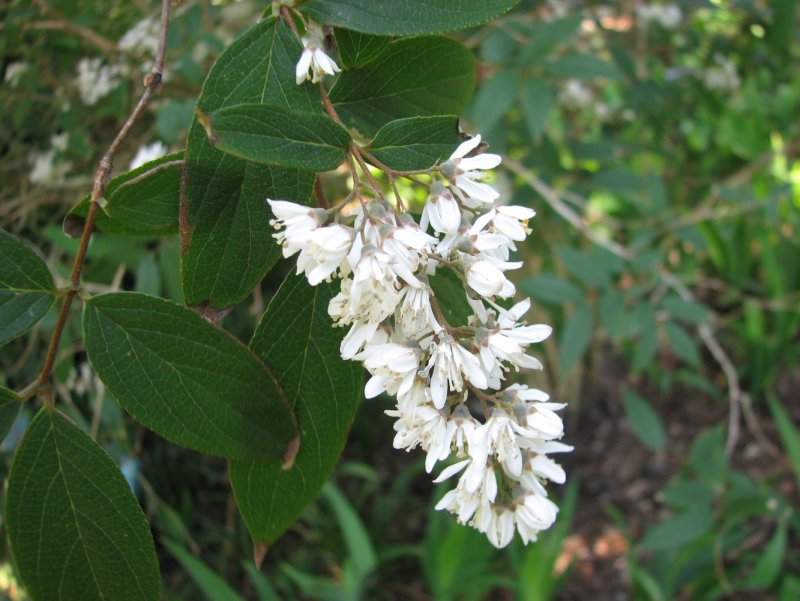 Deutzia gracilis