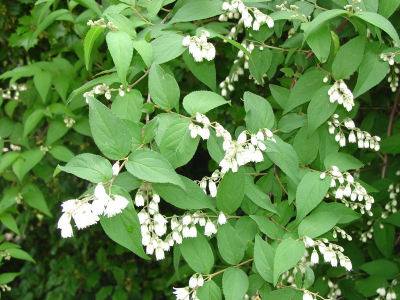 Дейция scabra Plena