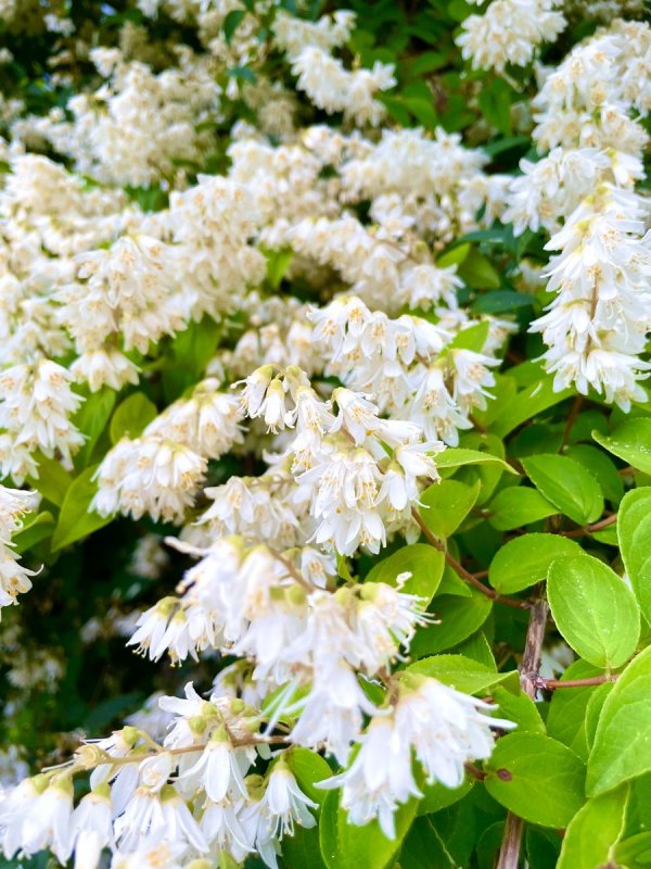 Дейция изящная (Deutzia gracilis)