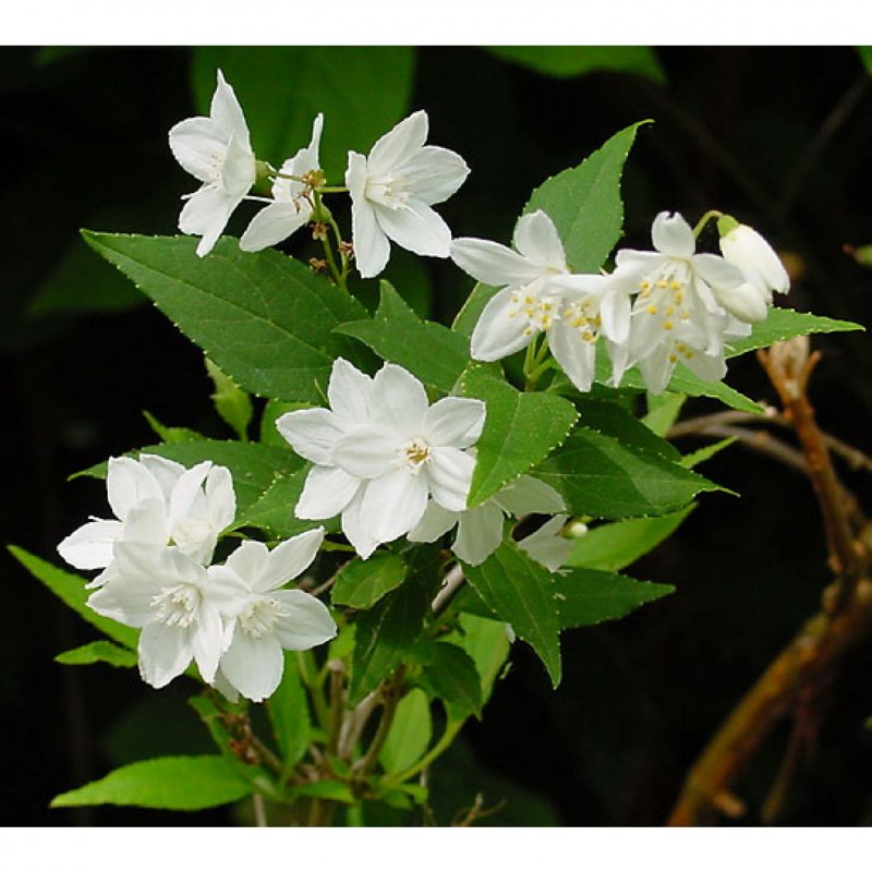 Дейция scabra Plena