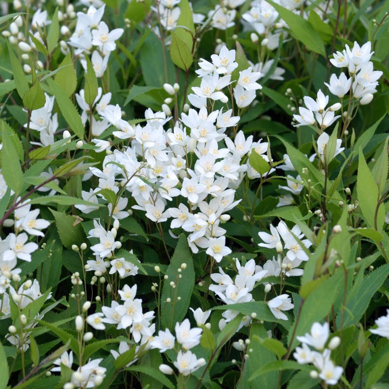Deutzia gracilis (Ландышевый кустарник карликовый)