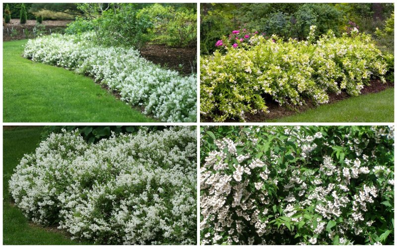 Дейция изящная (Deutzia gracilis)