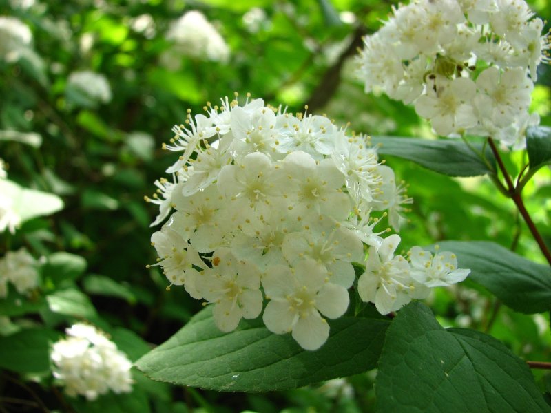 Дейция Амурская куст