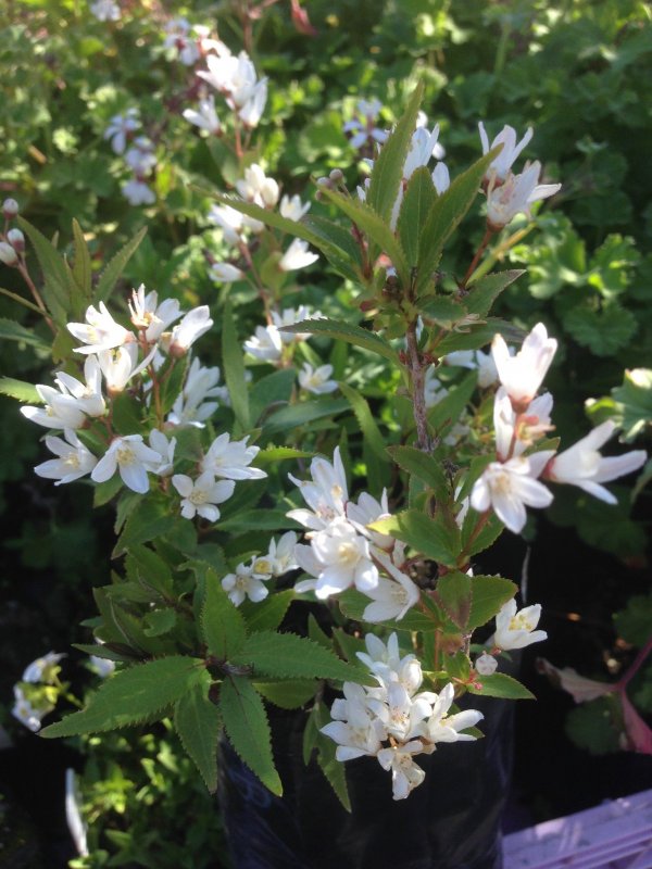 Deutzia parviflora