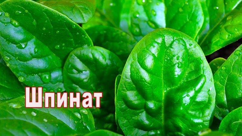 Шпинат мини, 125 г
