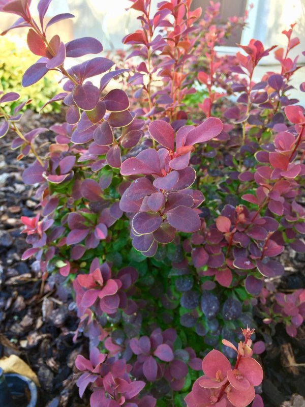 Berberis thunbergii Orange Beskid