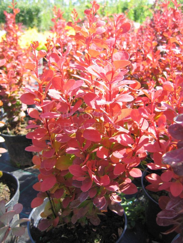 Барбарис (Berberis Thunb.) Orange Ice