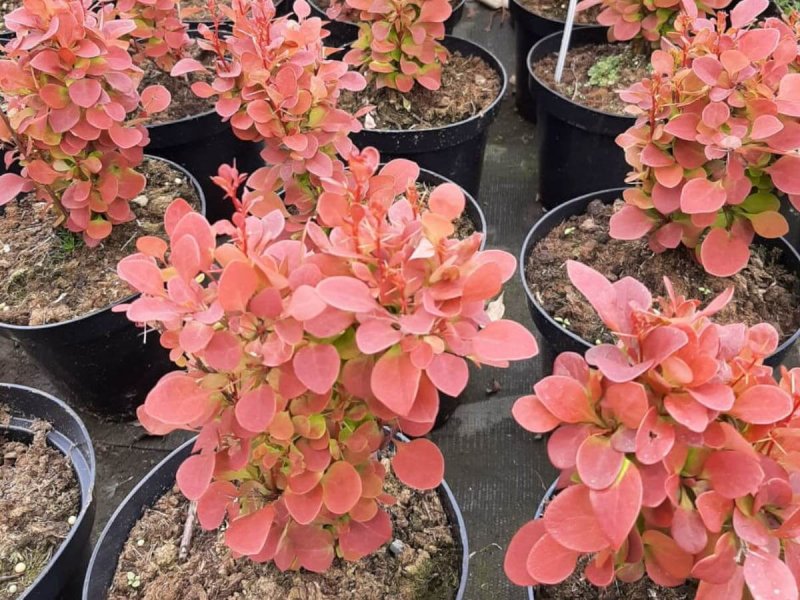 Berberis Thunb. Orange Rocket