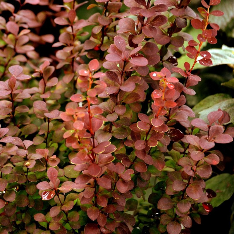 Berberis thunbergii Orange Ice