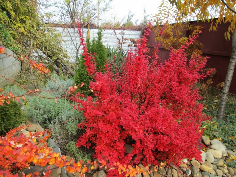 Барбарис Тунберга Lutin rouge