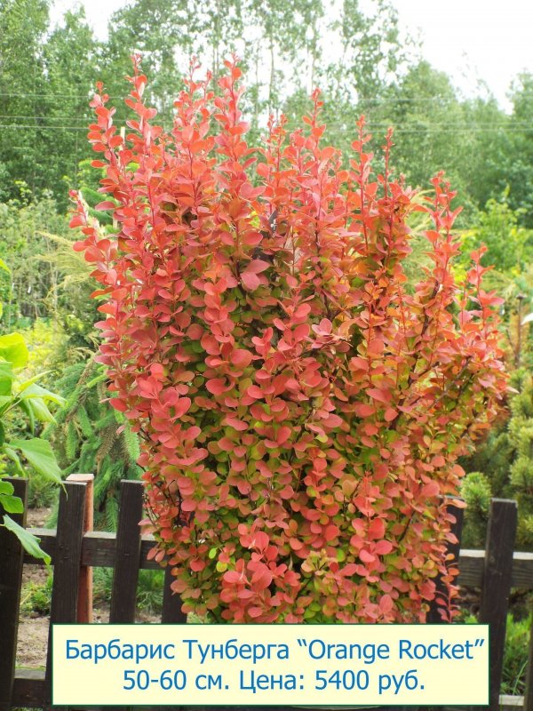 Барбарис Тунберга (Berberis thunbergii `Orange Rocket`)
