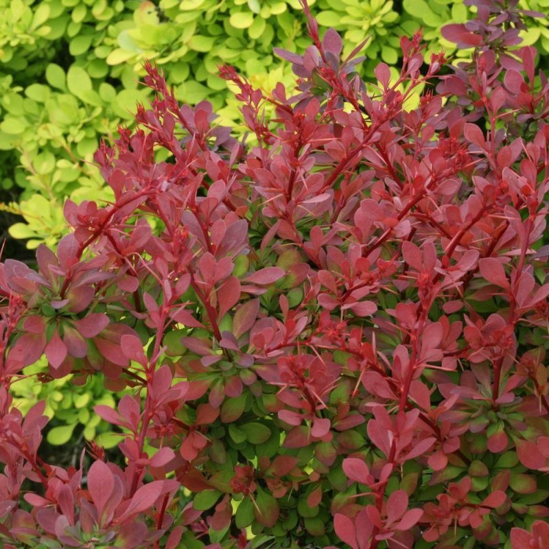Барбарис Тунберга (Berberis thunbergii `Orange Rocket`)