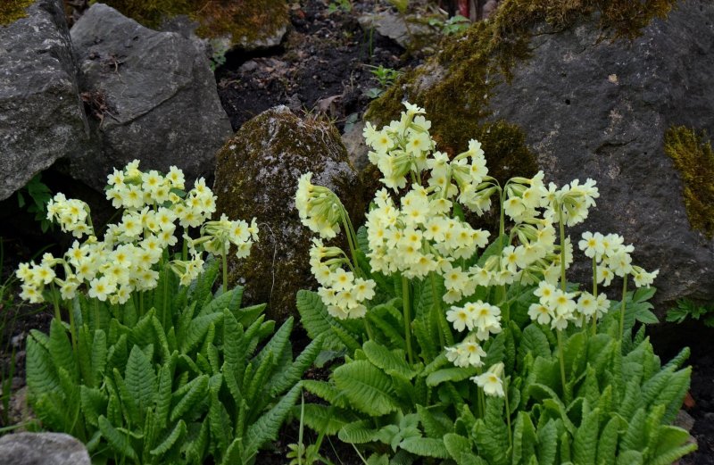 Примула Весенняя (Primula veris)