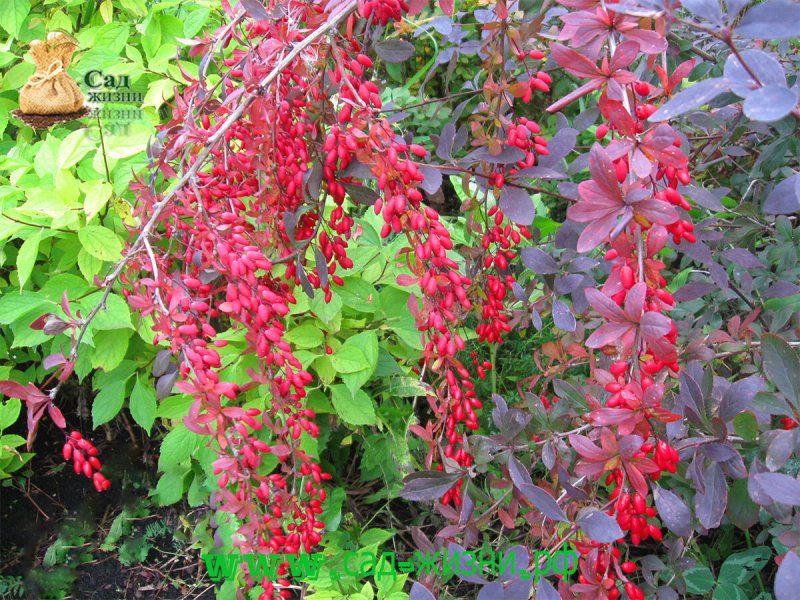 Berberis thunbergii Orange Rocket