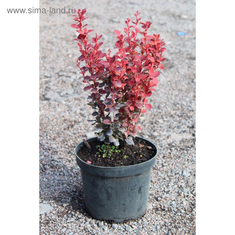Berberis thunbergii Orange Rocket