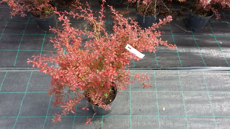 Барбарис Тунберга (Berberis thunbergii `Orange Dream`)