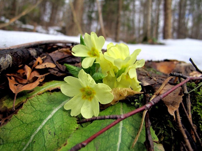 Примула Весенняя (Primula veris)