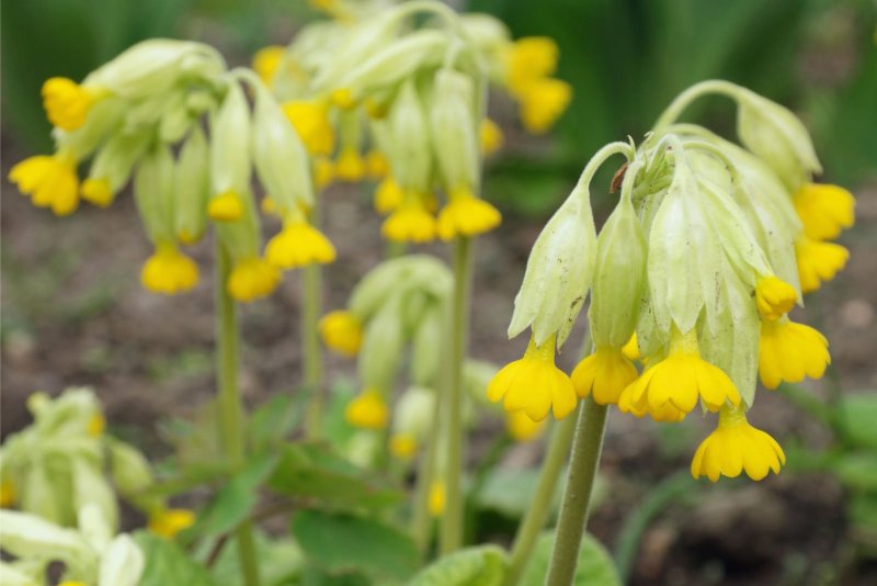 Первоцвет весенний Primula veris