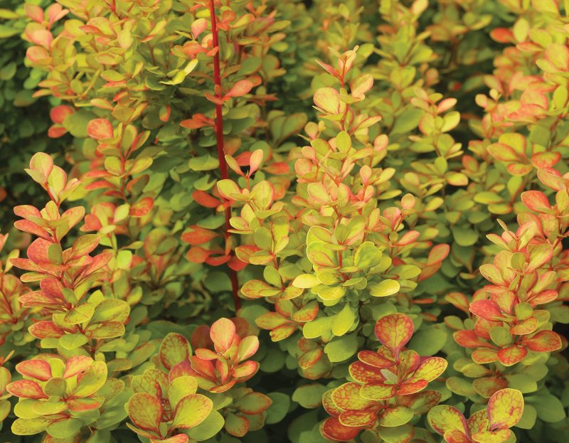 Барбарис Тунберга (Berberis thunbergii `Orange Dream`)