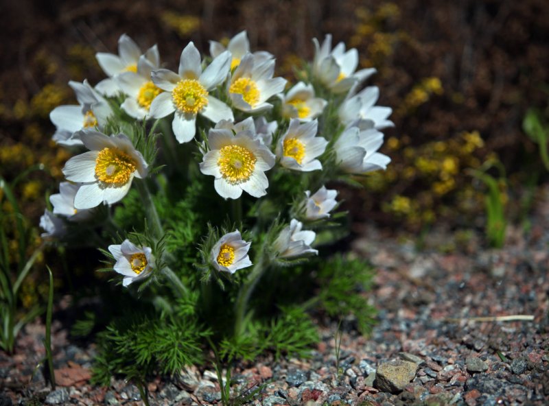 Примула обыкновенная. (Primula vulgaris)