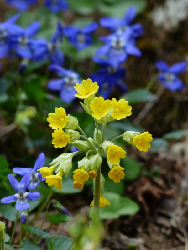 Примула Весенняя (Primula veris)