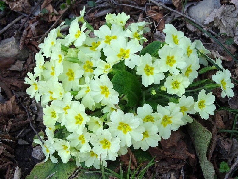 Первоцвет весенний Primula veris
