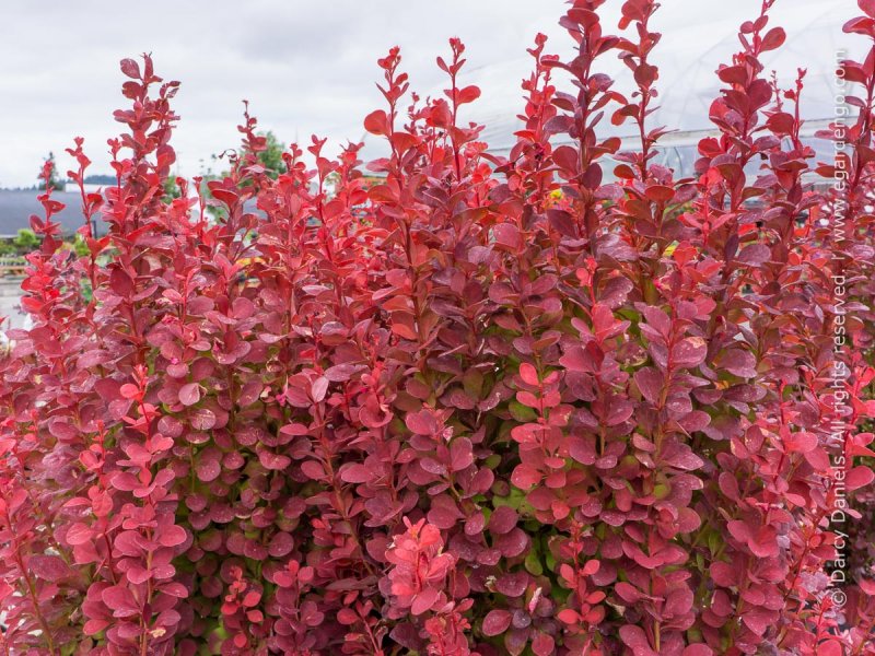 Барбарис Тунберга (Berberis thunbergii `Orange Dream`)