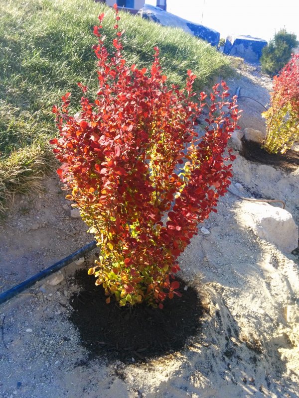 Berberis thunbergii Orange Rocket