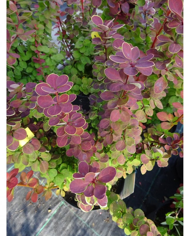 Барбарис Тунберга оранж рокет (Berberis thunbergii Orange Rocket)