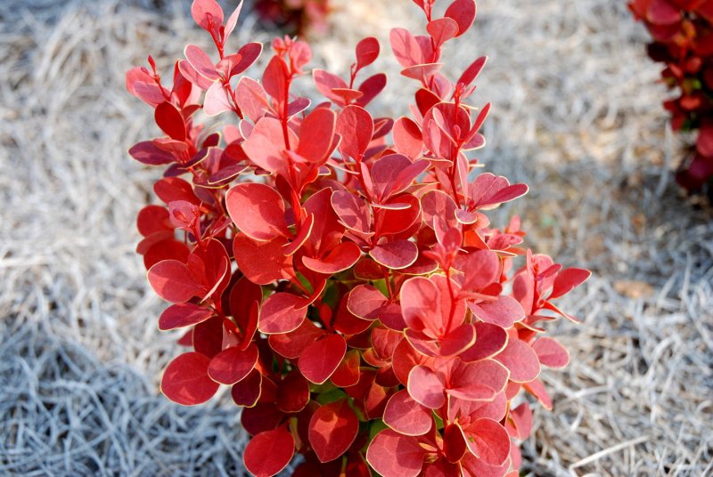 Барбарис Тунберга (Berberis thunbergii `Orange Rocket`)