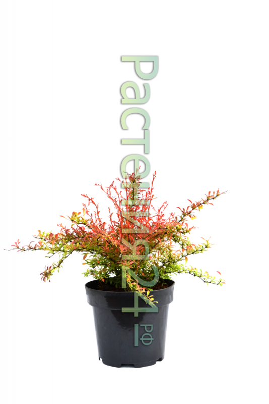 Барбарис Тунберга (Berberis thunbergii `Orange Rocket`)
