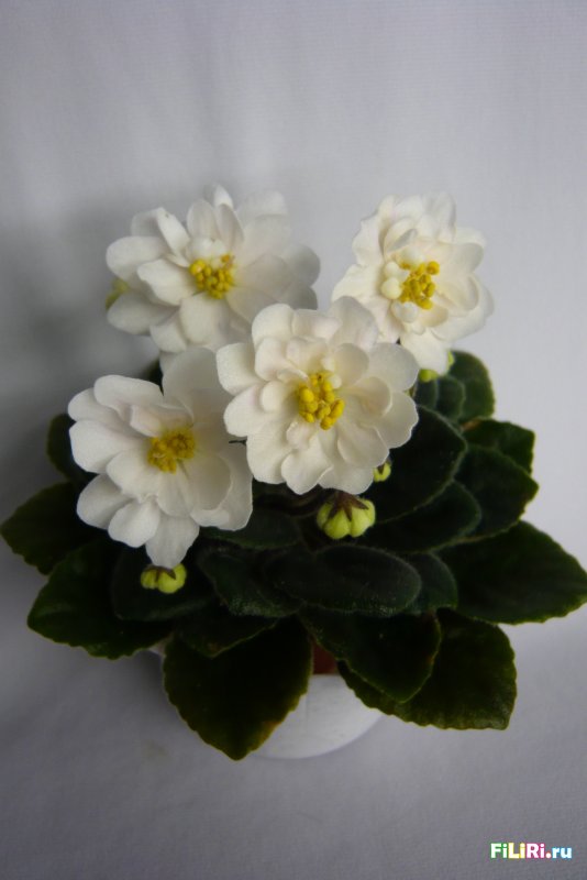Фиалка Jolly Moonflower