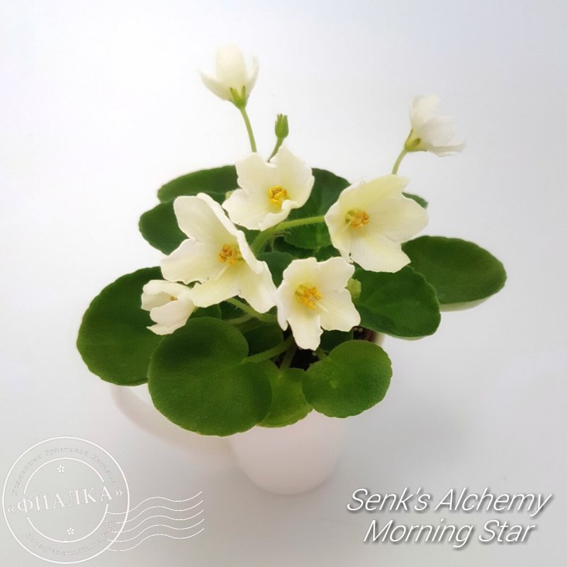 Фиалка Senk's Alchemy morning Star